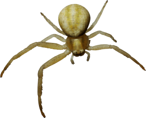 Spider PNG image-4545